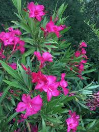 Image result for Nerium oleander
