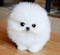 White Teacup Pomeranian Puppies For Sale Teacup Pomeranian