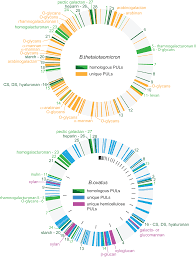 Unlike those of the prokaryotes, the components of eukaryotic (higher plants, algae, and in plants, the cell wall is not a totally impermeable membrane. Plos Biology Recognition And Degradation Of Plant Cell Wall Polysaccharides By Two Human Gut Symbionts