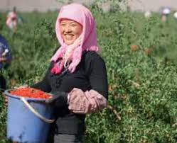 Image result for Commiphora fulvotomentosa