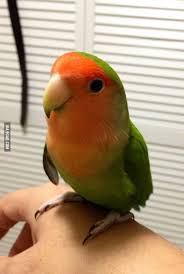 Found This Cute Little Beauty In My Mango Tree Today Pet Birds Beautiful Birds Cute