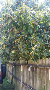 Management, and fruit tree budding. What Are These Evergreen Berries Fruits Gardening Landscaping Stack Exchange