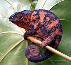 Reptilien, frösche, fledermaus, chamäleon, schnecke. Chamaleons Biologie