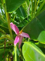 Image result for Musa ornata