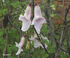 Image result for Ceratotheca triloba