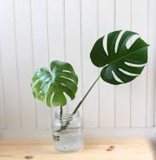 How To Propagate A Monstera Deliciosa Monstera Deliciosa Plants Propagating Plants