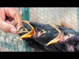 How To Hand Feed Baby Hill Mynah Birds Has Giving Worm To Them Youtube