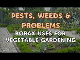 Check spelling or type a new query. Borax Uses For Vegetable Gardening Youtube