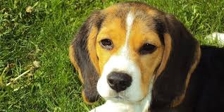 Add chicken and return to a boil. Le Beagle Un Chien Tres British Caractere Origine Conseils D Elevage Sante