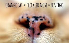 The lentigines, plural for lentigo, often start. Lintigo Simplex Freckled Noses In Orange Cats Cats Herd You
