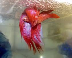 Betta breeding is not for the faint of heart! How To Breed Bettas Naturally My Aquarium Club