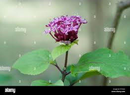 Image result for Clerodendrum rotundifolium