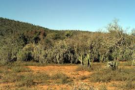 Image result for Sesbania macowaniana