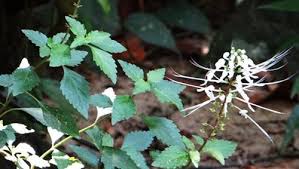 Maybe you would like to learn more about one of these? Atasi Masalah Batu Ginjal Dengan Kombinasi Kumis Kucing Begini Cara Membuatnya Rumah Petani