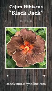 Image result for Hibiscus meyeri