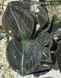 Image result for Kaempferia