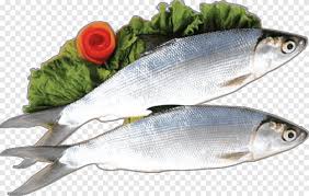 We did not find results for: Makanan Bandeng Bandeng Presto Salmon Ikan Hewan Makanan Laut Png Pngegg