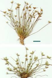 Image result for Isolepis