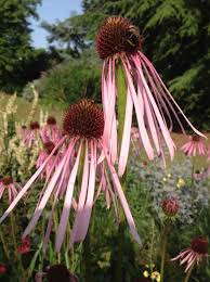 Image result for Nidorella pinnata