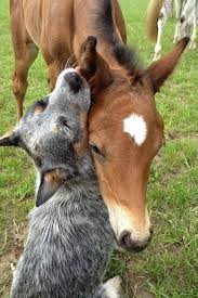 I Love It When You Nibble My Ear In 2020 Animals Cute Animals Animals Beautiful