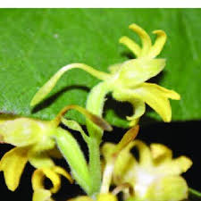 Image result for Habenaria villosa