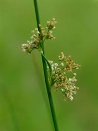 Image result for Juncus lomatophyllus