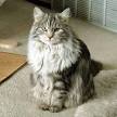Are Siberian cats hypoallergenic? Siberian cat allergy ...