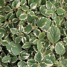 Image result for Plectranthus elegans