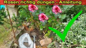 4.3 wie oft sollten rosen gedüngt werden? Rosen Richtig Dungen Anleitung Wie Womit Zeitpunkt Wann Wie Oft Rosendunger Anwendung Youtube
