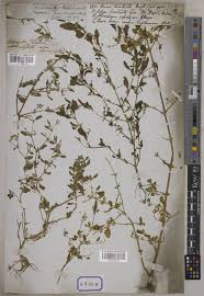 Image result for Nothosaerva