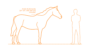 If you have any questions, you can contact us online or contact one of the officers for more information about paha. Arabian Horse Dimensions Drawings Dimensions Com