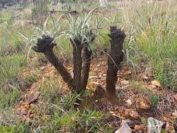 Image result for Xerophyta zambiana
