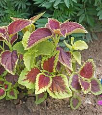 Image result for Coleus alpinus