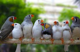 This page is sponsored by: Zebra Finch Health Personality Colors Habitat And Sounds Petguide