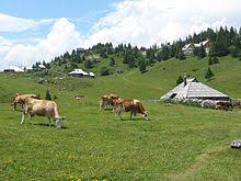 To break the surface of the skin by rubbing against something rough: Grazing Wikipedia