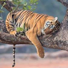 Never wake a sleeping Tiger