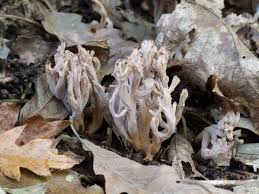 Image result for Clavulina cinerea