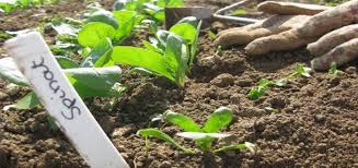 Besonders rohes gemüse bietet gegenüber erhitztem viele vorteile. Welches Gemuse Kann Man Fur Den Herbst Im August Saen Gruneliebe Pflanzen Gemuse Anpflanzen Feldsalat Saen