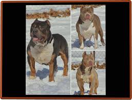 Kindly make a perfect choice and get yourself an american bully puppy or even a pair. For Sale Frontline Bullies