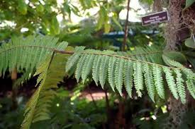 Image result for Cyathea