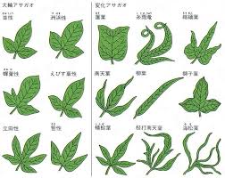 81306024003718 Jpg 650 518 朝顔 葉っぱ 葉っぱ 葉