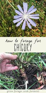 Awesome Health Tips Information Are Offered On Our Internet Site Look At This And You Wont Be Sorry You Did Health Edible Wild Plants Herbs Medicinal Plants