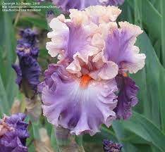 Today S Bloom Is Tall Bearded Iris Photogenic Iris Iris Flowers Iris Garden Bearded Iris