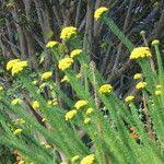 Image result for Phymaspermum