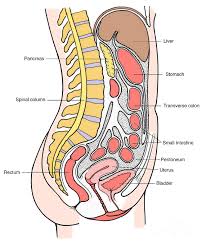 Body organs systems charts and more. Illustration Of Female Internal Organs Photograph By Science Source