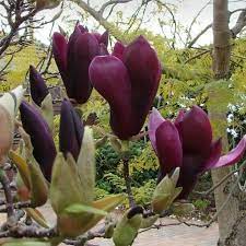 On Twitter Magnolia Flower Flowering Trees Magnolia Trees