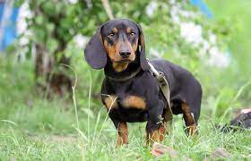 Take our dog breed selector quiz and find the perfect pup for you. Top 10 Dog Breeds Ideal For Catching Rats Pethelpful