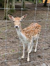 Cetatea medievală, biserica bob, al doilea rând: La Gradina Zoo Targu Mures 2021 All You Need To Know Before You Go With Photos Tripadvisor