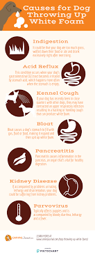 Pin On Dog Health Tips
