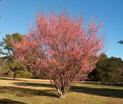 Planting an apricot tree is a great way to enjoy your own supply of delectable, fresh fruit. Prunus Mume Peggy Clarke Kiefer Nursery Trees Shrubs Perennials